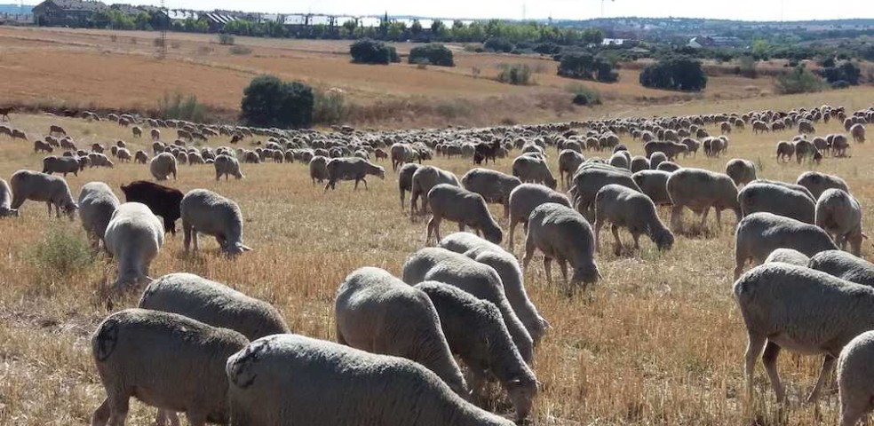 valencia_ganaderia_ovino_extensiva