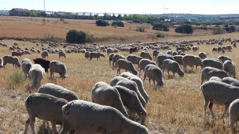 La Comunidad Valenciana destina 80.000 euros a la ganadería ecológica en prácticas extensivas