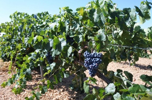 Cooperativas vitivinícolas de Castilla-La Mancha prevén una producción de 23 millones de hl de vino y mosto esta vendimia