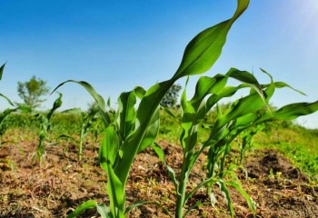 España destina el 20% de la superficie de cultivo a producción ecológica, el 10% a nivel mundial