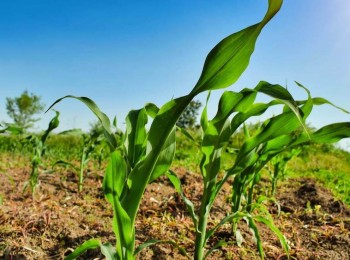 COAG alerta de que un 6,6% de empresas acapara el 42% del valor de la producción agraria