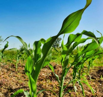 COAG alerta de que un 6,6% de empresas acapara el 42% del valor de la producción agraria