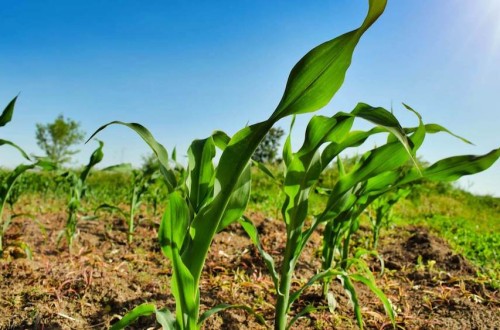 España destina el 20% de la superficie de cultivo a producción ecológica, el 10% a nivel mundial