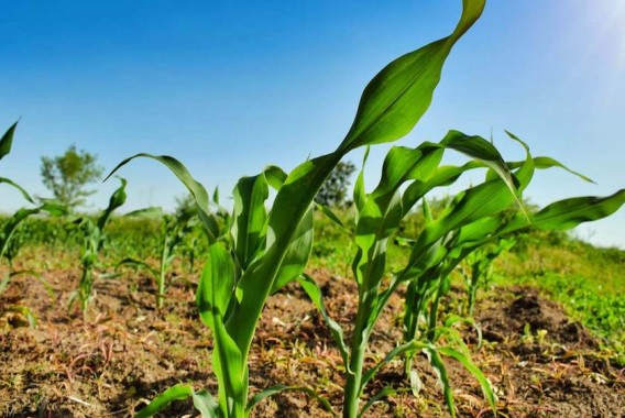 España destina el 20% de la superficie de cultivo a producción ecológica, el 10% a nivel mundial