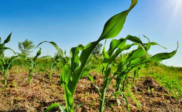 Castilla-La Mancha lanza 80 millones en ayudas Focal para modernizar el sector agroalimentario