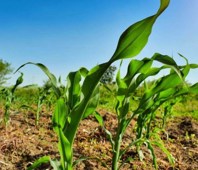 España destina el 20% de la superficie de cultivo a producción ecológica, el 10% a nivel mundial