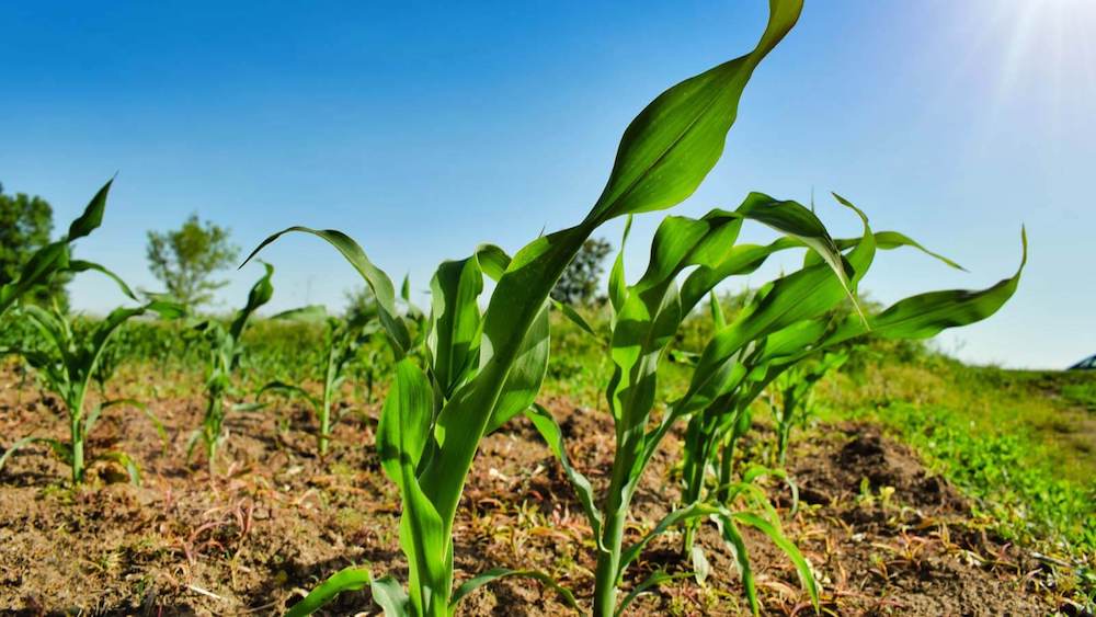 España destina el 20% de la superficie de cultivo a producción ecológica, el 10% a nivel mundial