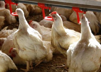 Uso de butirato sódico protegido como antioxidante en la alimentación de broilers