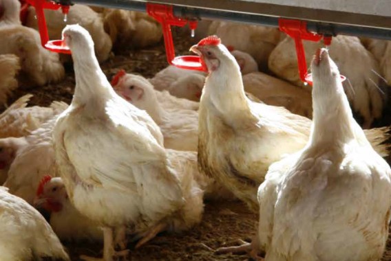 Uso de butirato sódico protegido como antioxidante en la alimentación de broilers