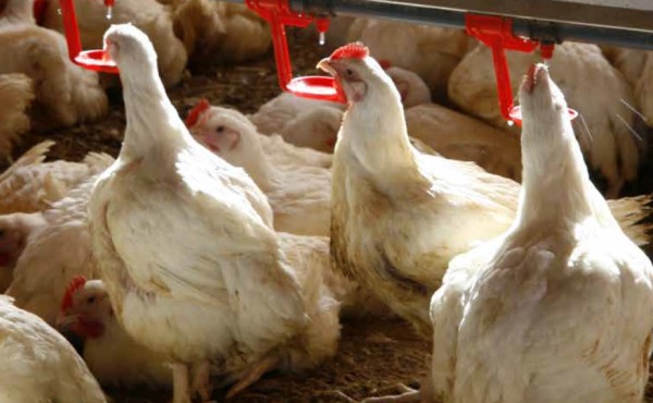 Uso de butirato sódico protegido como antioxidante en la alimentación de broilers