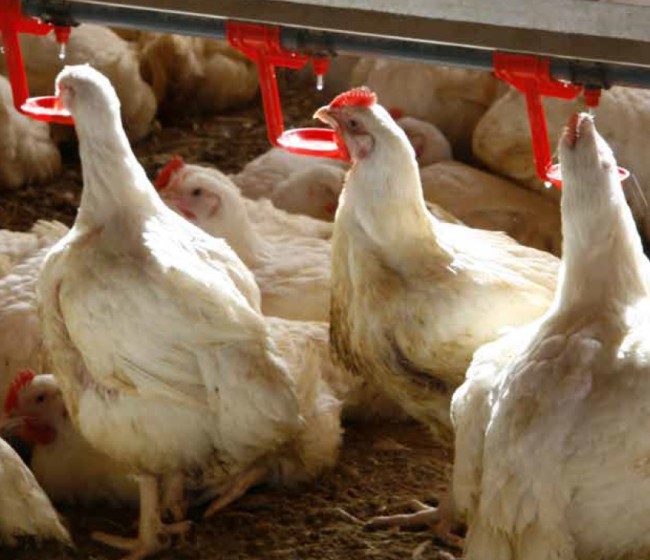 Uso de butirato sódico protegido como antioxidante en la alimentación de broilers