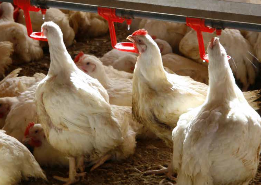 Uso de butirato sódico protegido como antioxidante en la alimentación de broilers