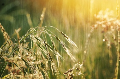 Las lluvias impulsan la nascencia del cereal y de otros cultivos de invierno en la provincia de León