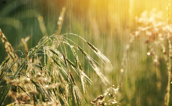 Las lluvias impulsan la nascencia del cereal y de otros cultivos de invierno en la provincia de León