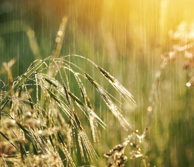 Las lluvias impulsan la nascencia del cereal y de otros cultivos de invierno en la provincia de León