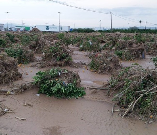 El MAPA destina más de 10 millones a la recuperación del sector agrario de Algemesí