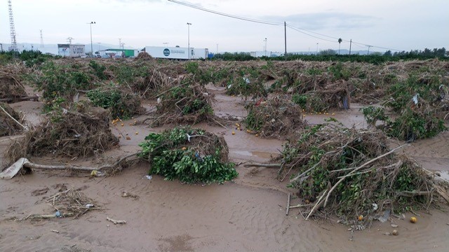 El MAPA destina más de 10 millones a la recuperación del sector agrario de Algemesí