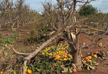 La cosecha de cítricos caerá un 40% y la de aceitunas un 30% en Tarragona por la dana