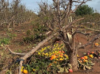 Las cooperativas agroalimentarias valencianas calculan unas 25.000 hectáreas de cultivo afectadas