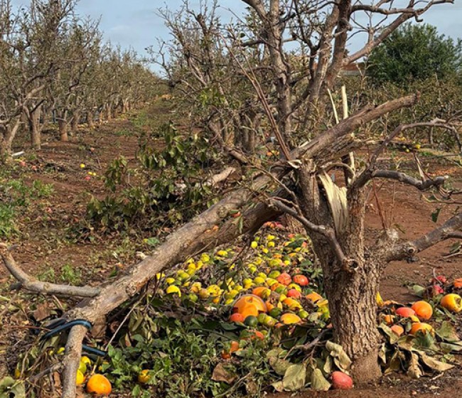 AVA-Asaja estima que la dana causa unas pérdidas de 1.089 millones en la agricultura