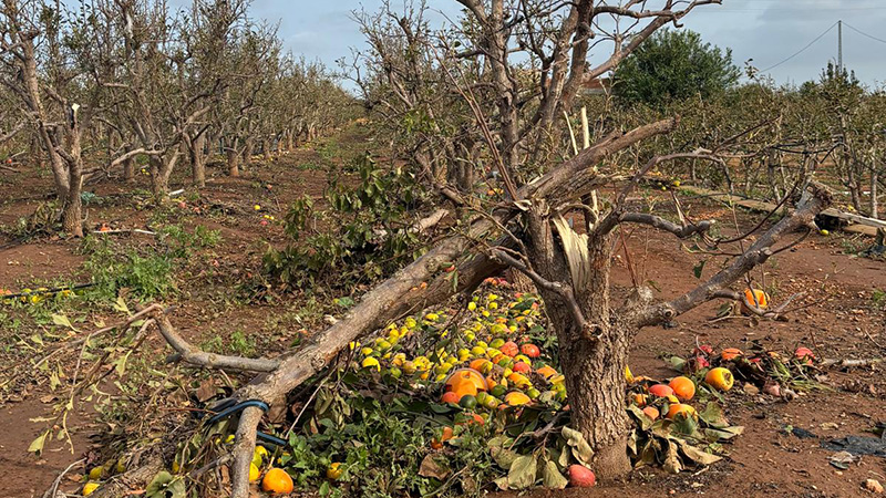 AVA-Asaja estima que la dana causa unas pérdidas de 1.089 millones en la agricultura