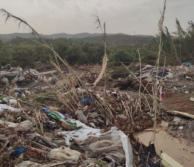 Asaja alerta de «graves daños» en explotaciones de la Axarquía y el Guadalhorce (Málaga) tras la dana