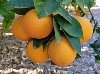 Asaja denuncia precios abusivos de la industria para las naranjas destinadas a zumo