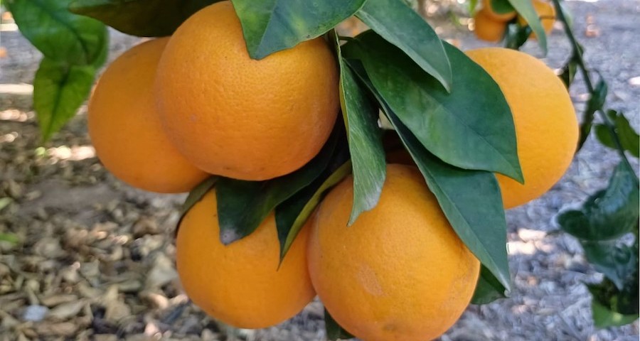 naranjas_zumo