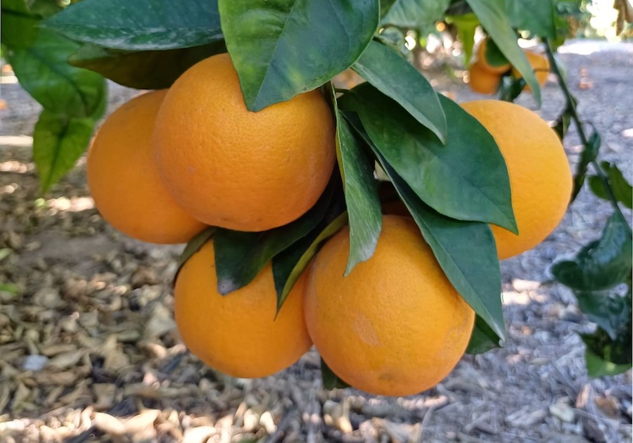 Asaja denuncia precios abusivos de la industria para las naranjas destinadas a zumo