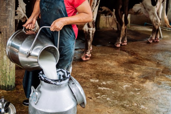 La producción de leche en la UE alcanza los 160,8 M tn en 2023 con España como segundo productor de leche de consumo