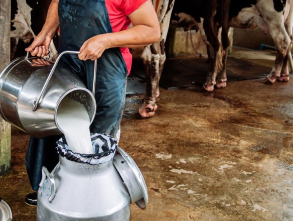 La producción de leche en la UE alcanza los 160,8 M tn en 2023 con España como segundo productor de leche de consumo