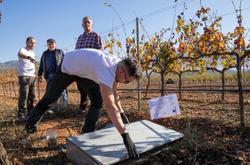 Una finca de Bodegas Calvente en el Valle de Lecrín, campo de pruebas de una innovadora herramienta digital para gestionar los viñedos