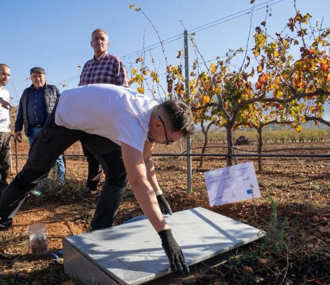 Una finca de Bodegas Calvente en el Valle de Lecrín, campo de pruebas de una innovadora herramienta digital para gestionar los viñedos