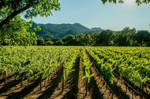 El sector vitivinícola europeo reporta una producción estimada de 144 Mhl de vino y mosto para 2024