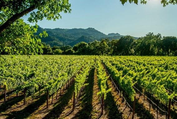 El Grupo de Alto Nivel sobre el Vino esboza recomendaciones políticas para el futuro del sector vitivinícola de la UE