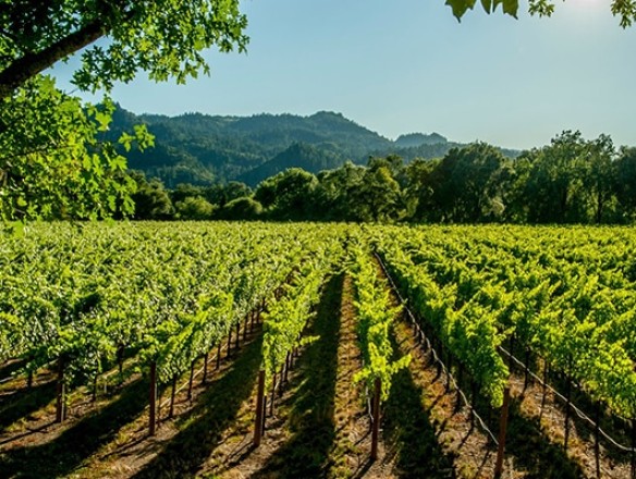 El Grupo de Alto Nivel sobre el Vino esboza recomendaciones políticas para el futuro del sector vitivinícola de la UE