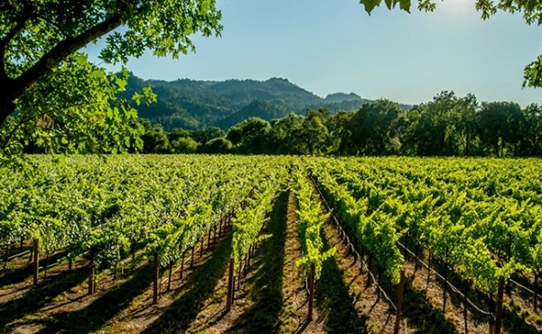 El Grupo de Alto Nivel sobre el Vino esboza recomendaciones políticas para el futuro del sector vitivinícola de la UE