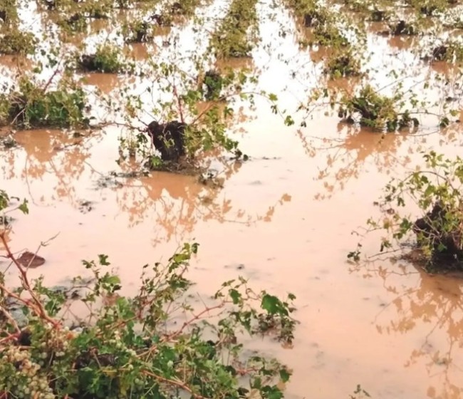 La dana pega de lleno a los viñedos de moscatel y pone a prueba la fortaleza de la vid