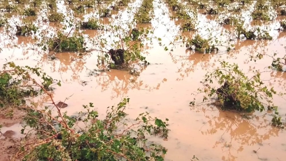 La dana pega de lleno a los viñedos de moscatel y pone a prueba la fortaleza de la vid