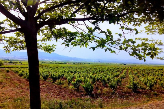 El Gobierno amplía tres años más la vigencia de las autorizaciones de plantación de viñedo