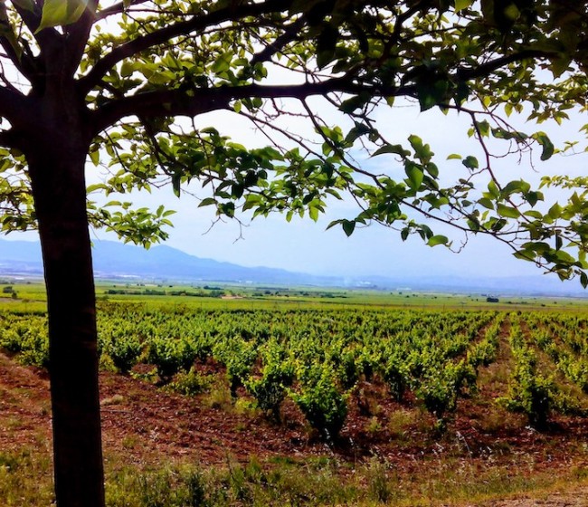 El Gobierno amplía tres años más la vigencia de las autorizaciones de plantación de viñedo