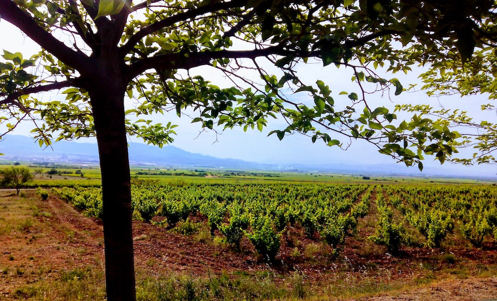 El Gobierno amplía tres años más la vigencia de las autorizaciones de plantación de viñedo