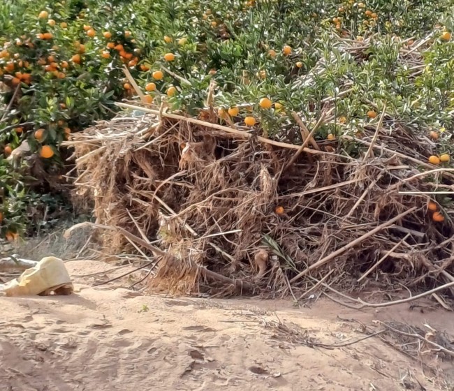 Agroseguro abona otros 10,3 millones por los daños de la dana en los cultivos agrícolas