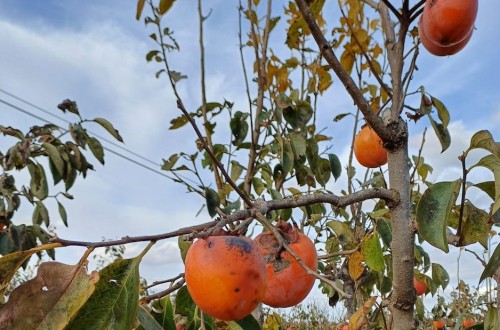 Agroseguro ha abonado hasta el momento 22,62 millones de euros a afectados por la dana