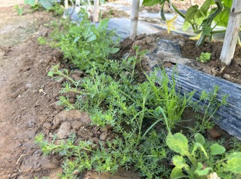 Malherbología en cultivos hortícolas