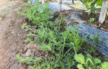 Malherbología en cultivos hortícolas