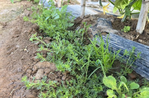 Malherbología en cultivos hortícolas