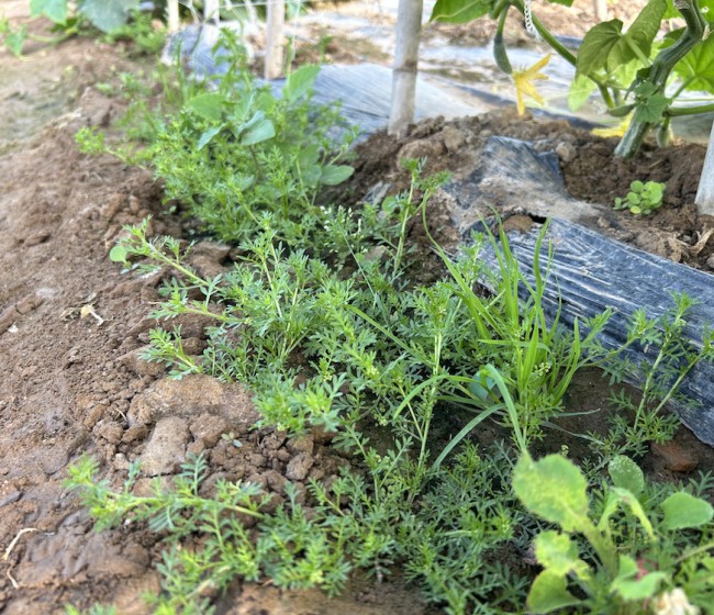 Malherbología en cultivos hortícolas