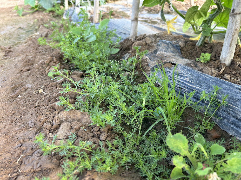 Malherbología en cultivos hortícolas