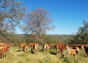 Dehesa Grande cierra 2024 con un crecimiento del 16% gracias a las ventas en nuevos mercados nacionales y de exportación